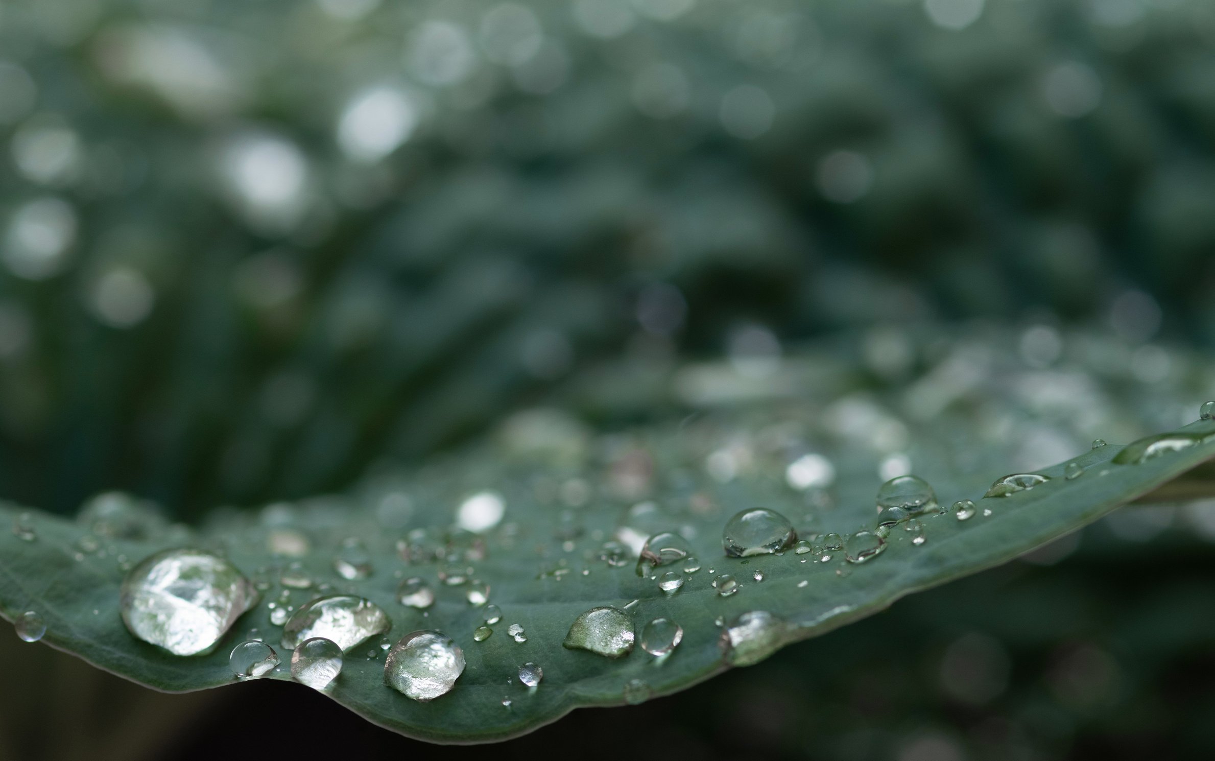 Drops of pure rain water on a leaf of a plant